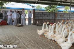 赤峰賣大種鵝肉的地方電話號碼