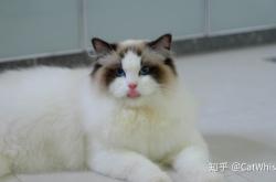 赤峰半塘貓舍電話號(hào)碼多少