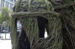 赤峰柳樹苗基地電話號碼查詢