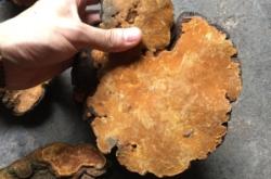 赤峰桑黃實(shí)體店地址電話號(hào)碼