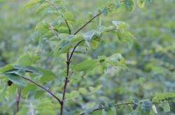 赤峰刺槐苗專(zhuān)賣(mài)店電話號(hào)碼