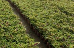 赤峰彩葉草植株批發(fā)電話號(hào)碼