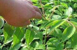 赤峰桓仁劉家苗圃電話號碼查詢