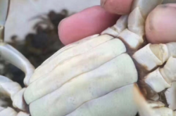 赤峰河蟹批發(fā)市場(chǎng)電話地址查詢