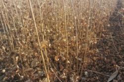 赤峰元寶楓苗木基地電話號碼