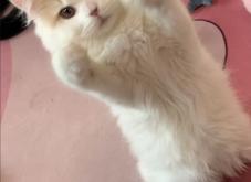 赤峰紅山區(qū)貓咖館電話號(hào)碼