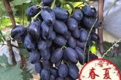 赤峰市果樹苗木市場電話號碼