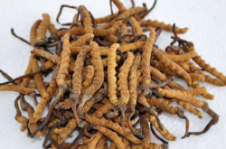 赤峰花膠回收電話地址是多少號