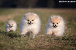 赤峰博美出售電話(huà)號(hào)碼多少號(hào)