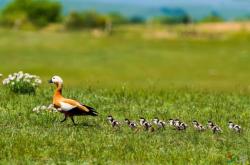 赤峰紅嘴鴨苗基地電話(huà)號(hào)碼查詢(xún)