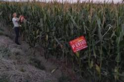 赤峰包谷種子批發(fā)廠家電話號碼