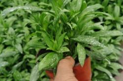 赤峰常夏石竹苗批發(fā)電話號碼