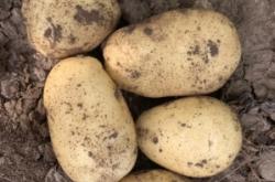 赤峰喀喇沁寵物市場電話號碼