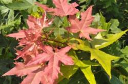 赤峰元寶楓苗基地電話號(hào)碼