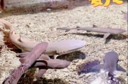 赤峰寵樂萌寵幼園電話號碼