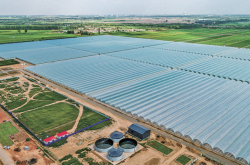 赤峰牧草種植基地