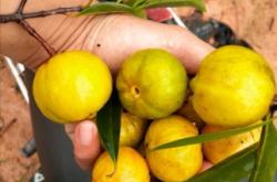 赤峰山竹批發(fā)電話號(hào)碼多少