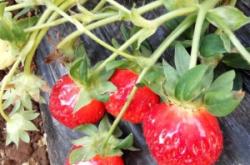 赤峰市農(nóng)藥站地址電話號碼是多少