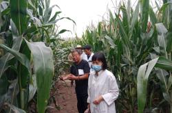 赤峰收玉米廠家聯(lián)系電話號(hào)碼