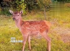 赤峰帥航面館地址電話查詢號(hào)碼