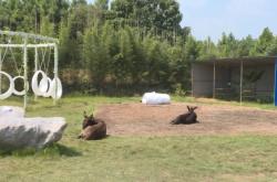 赤峰萌寵基地在哪里啊電話號(hào)碼