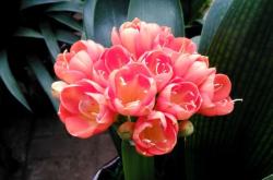 赤峰花卉買賣平臺電話號碼查詢