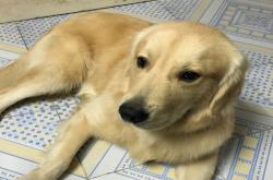 赤峰閑置狗籠廠家電話地址查詢