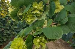 赤峰大榛子批發(fā)電話號(hào)碼查詢