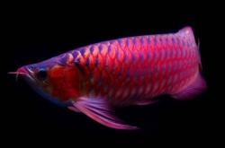 赤峰觀賞魚地址查詢電話號碼