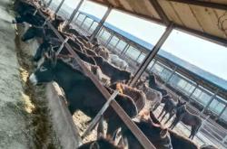 赤峰市鮮驢肉批發(fā)電話號碼