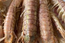 赤峰架子羊批發(fā)市場電話號碼