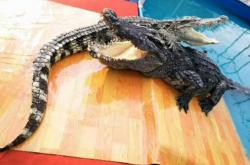 赤峰橋北馬戲團(tuán)地址電話號(hào)碼