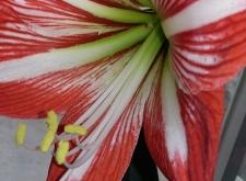 赤峰紅山區(qū)筋餅店電話號(hào)碼