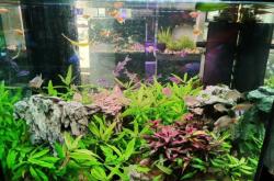 赤峰觀賞魚缸維護電話號碼查詢