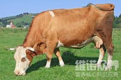 赤峰母牛飼料廠家電話地址查詢