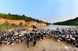 赤峰賣鴨苗的市場地址電話是多少