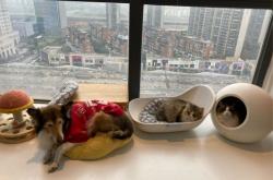 赤峰室內萌寵樂園地址電話是多少