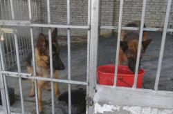 赤峰肉護(hù)養(yǎng)殖場(chǎng)地址電話號(hào)碼