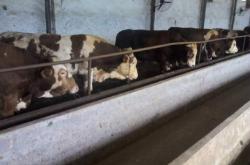 赤峰牛販子收牛電話多少號