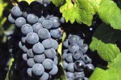 赤峰橋北葡萄園電話號碼