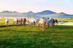 內蒙古赤峰版權局電話號碼