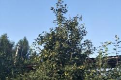 赤峰寧城縣電力局電話號碼