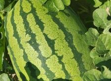 赤峰市烏丹鎮(zhèn)政府