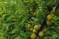 赤峰果樹管理處電話是多少號(hào)