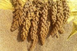 赤峰羊奶粉銷售電話號碼查詢