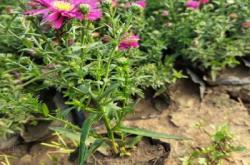 赤峰盆栽荷蘭菊基地電話號碼