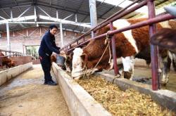 赤峰橋頭養(yǎng)牛場(chǎng)電話多少號(hào)