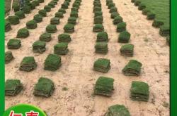 赤峰草籽種子直銷店電話號碼