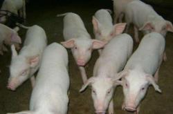 赤峰市育肥豬場電話地址查詢