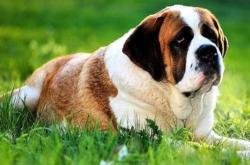 赤峰養(yǎng)殖肉狗基地電話號(hào)碼